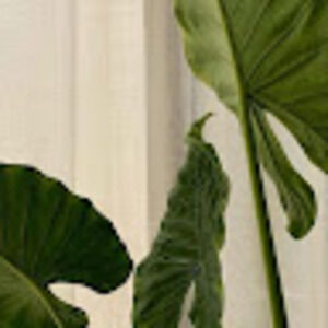 Meet your Posher, Amrynn